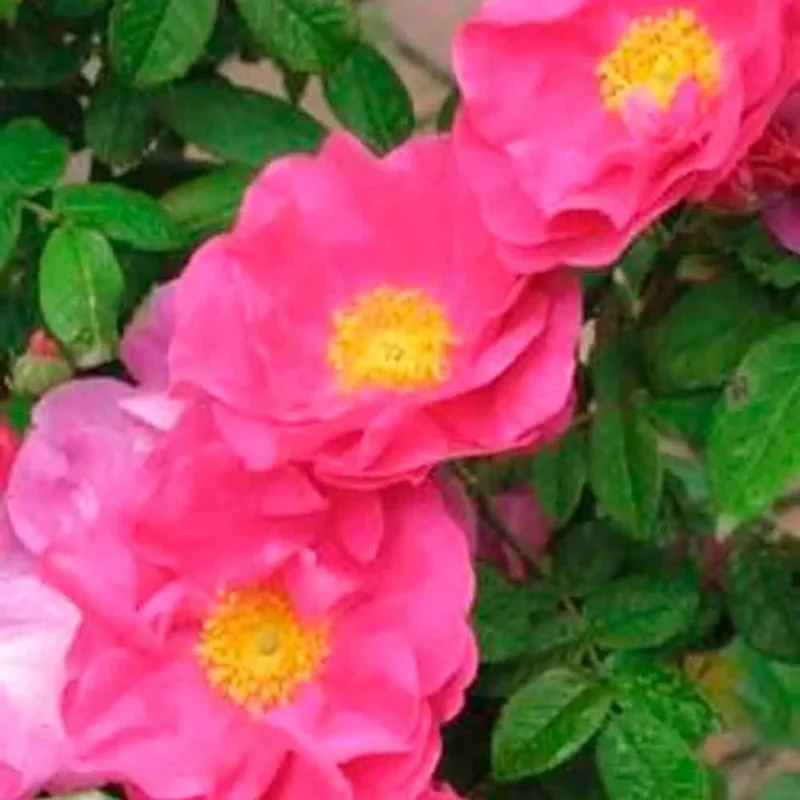 Rosier Rose Des Apothicaires