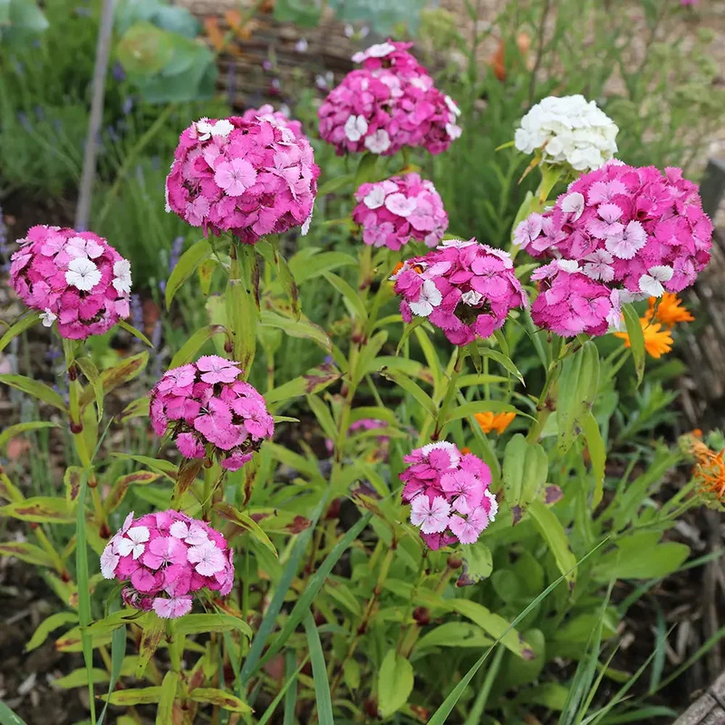 oeillet De Poete Varie