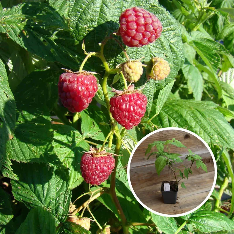 Framboisier Heritage