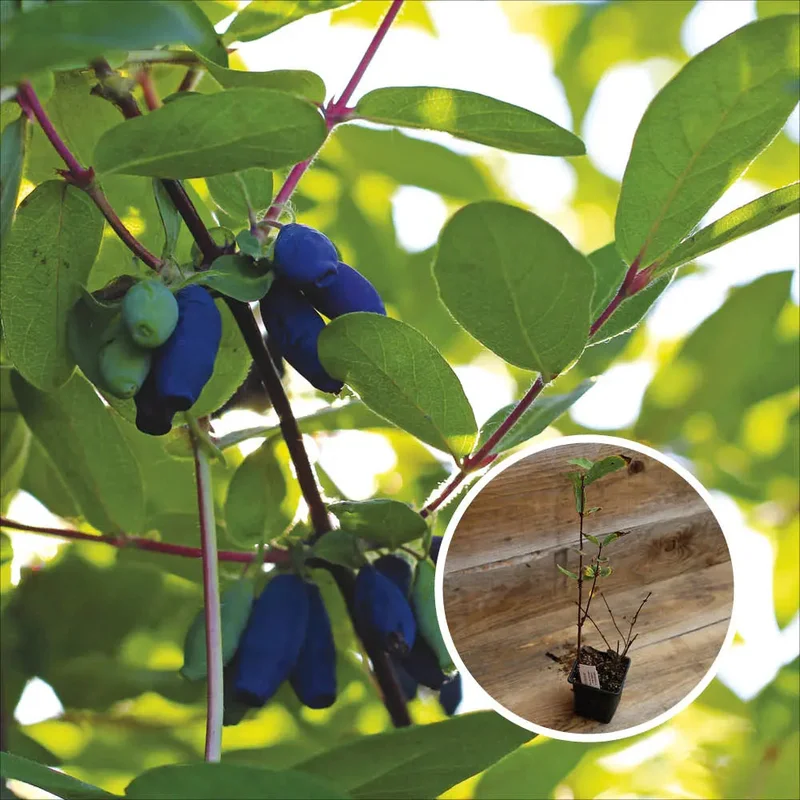 Chèvrefeuille Comestible Red Wood