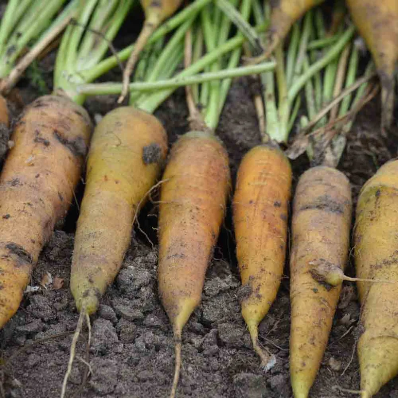Carotte Jaune Du Doubs