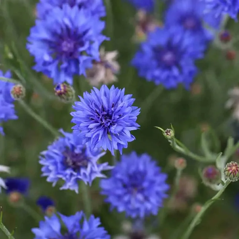 Bleuet Double Bleu Blue Boy