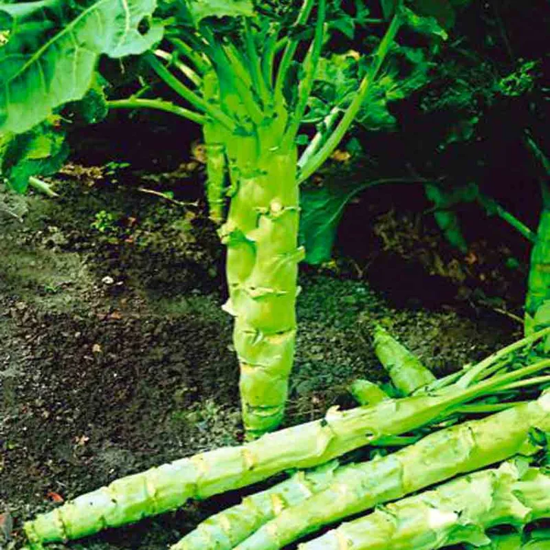Chou Frise Kale Tronchuda Du Portugal