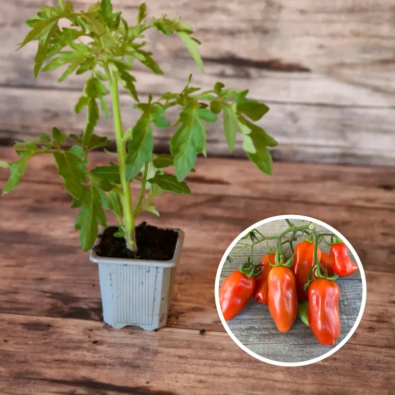 Tomate San Marzano