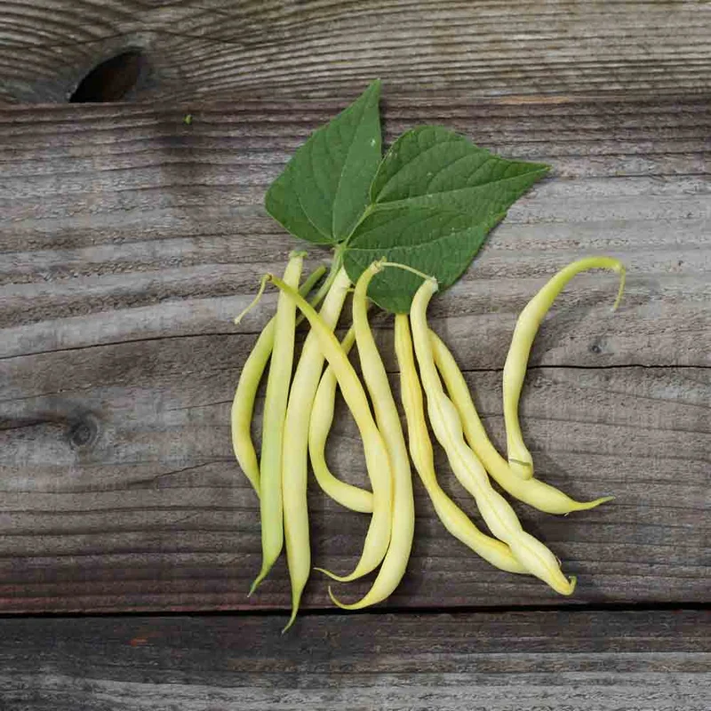 Haricot Nain Beurre De Rocquencourt