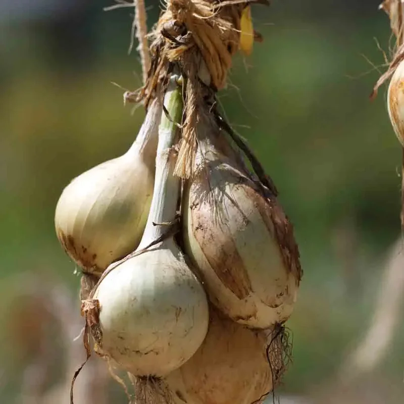 Oignon Jaune Ailsa Craig