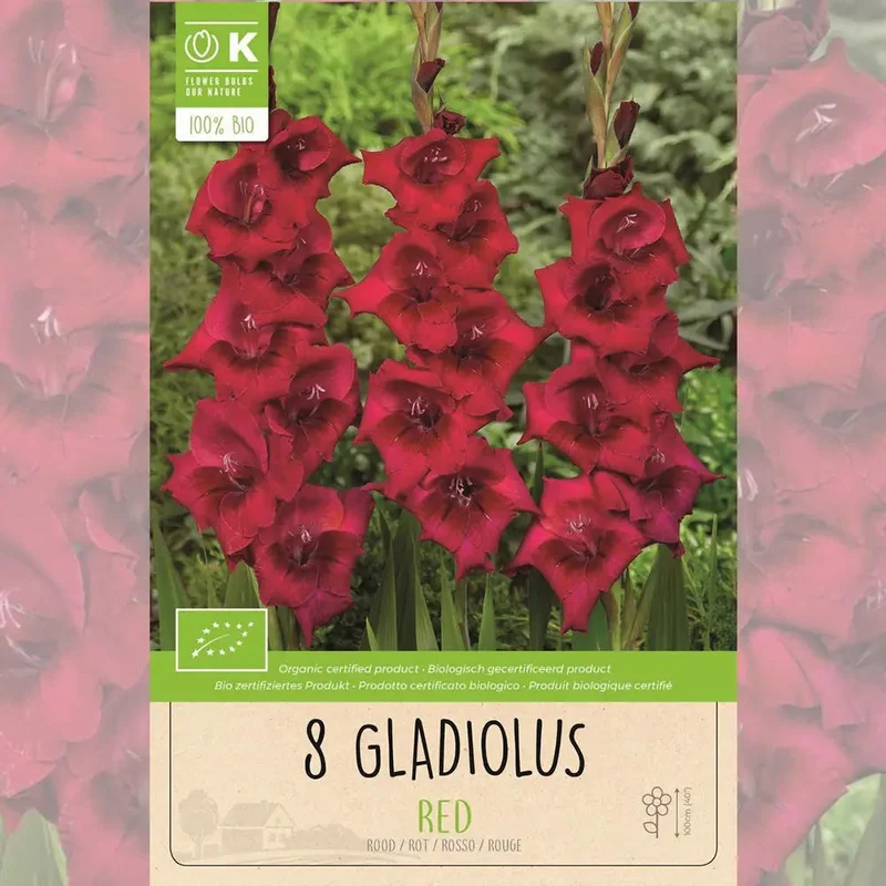 Glaïeul Red