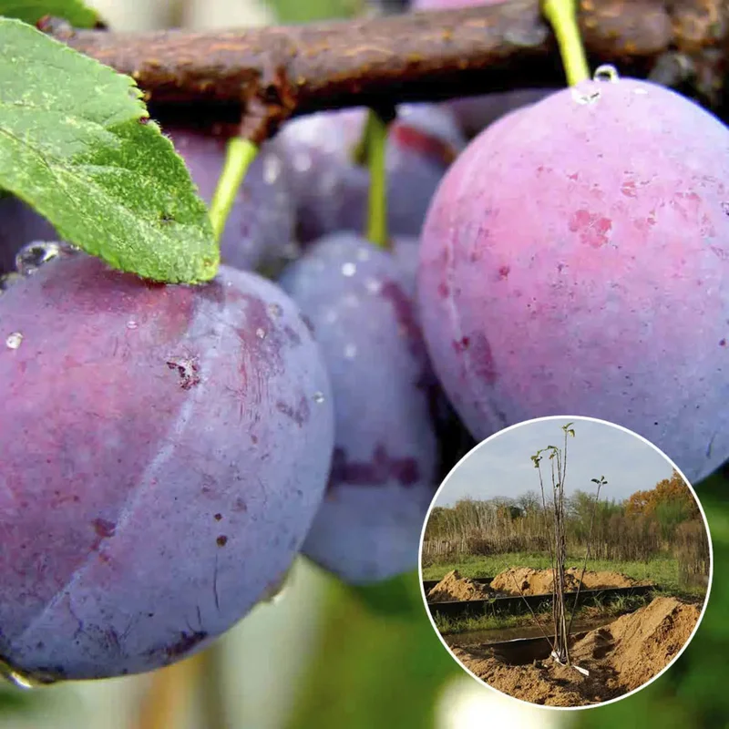 Prunier Quetsche D'alsace