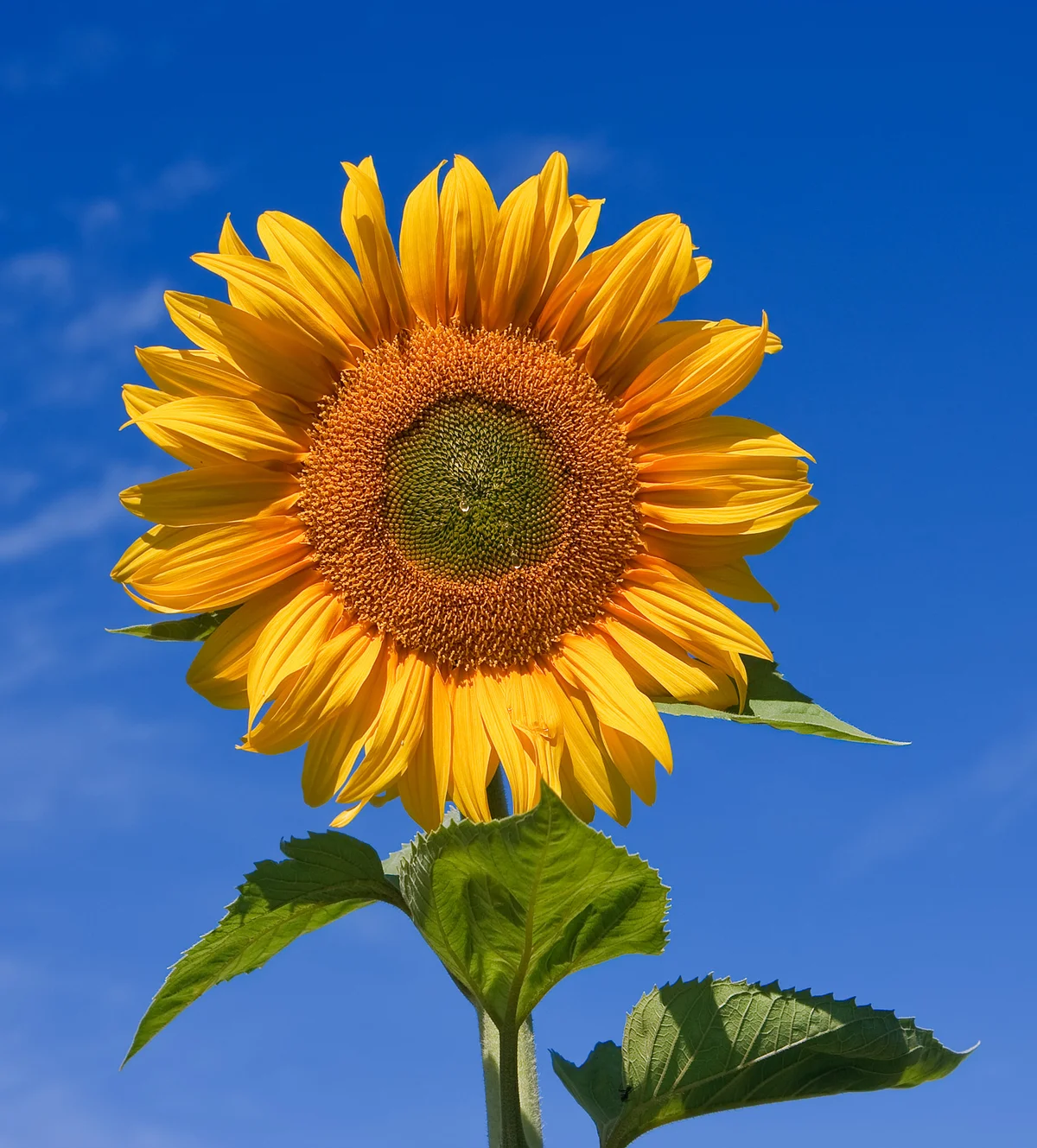 Tournesol des jardins mélange
