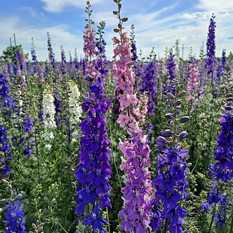 Dauphinelle Des Champs