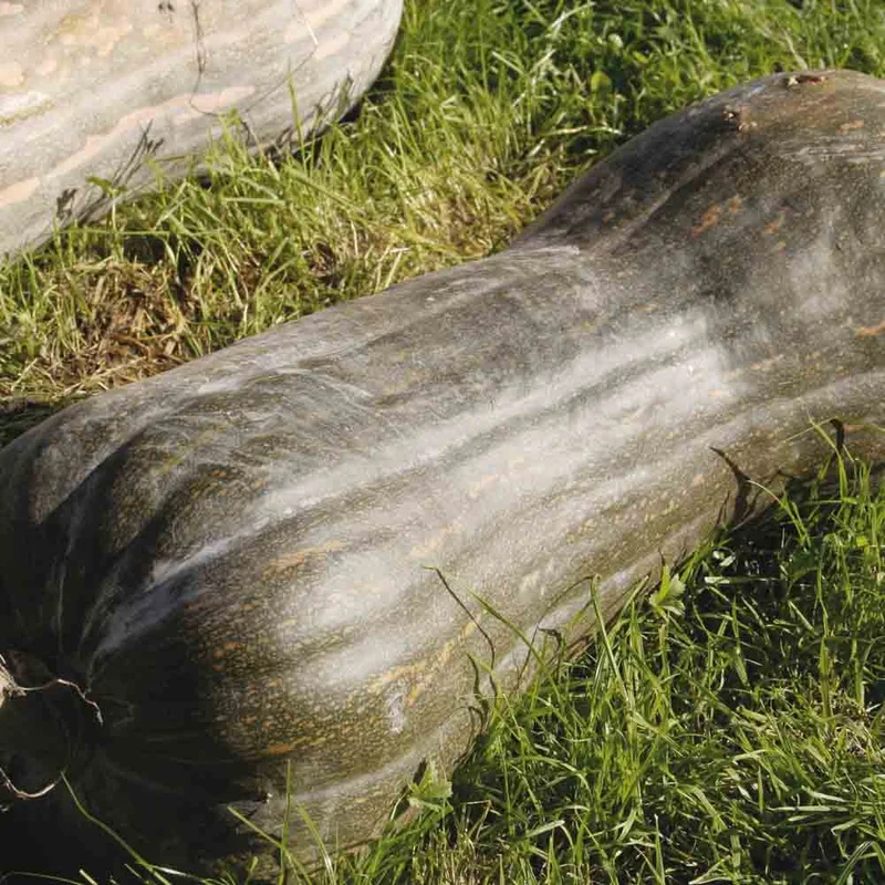 Courge Musquee Pleine De Naples