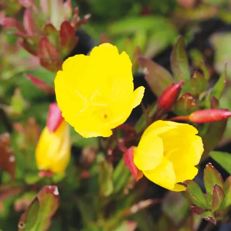 Oenothere Onagre Ou Jambon Du Jardinier