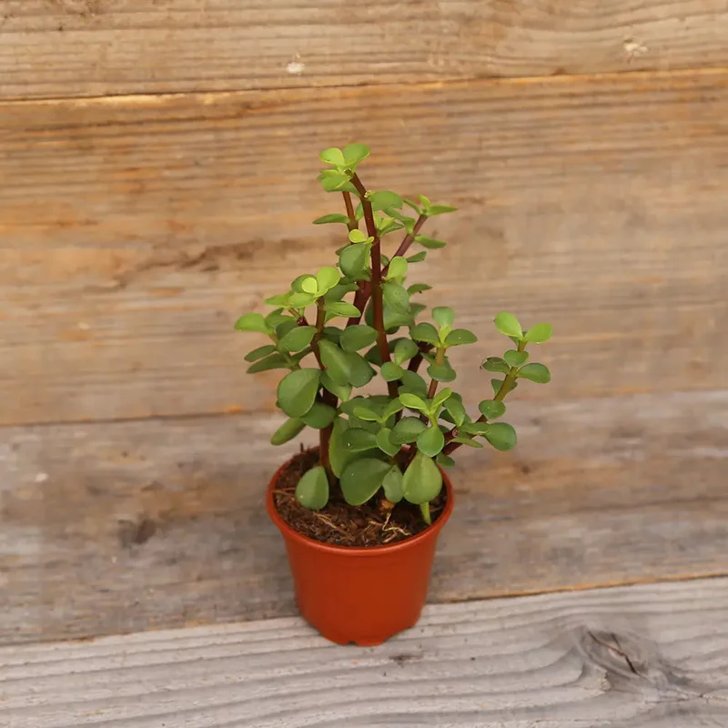 Portulaca
