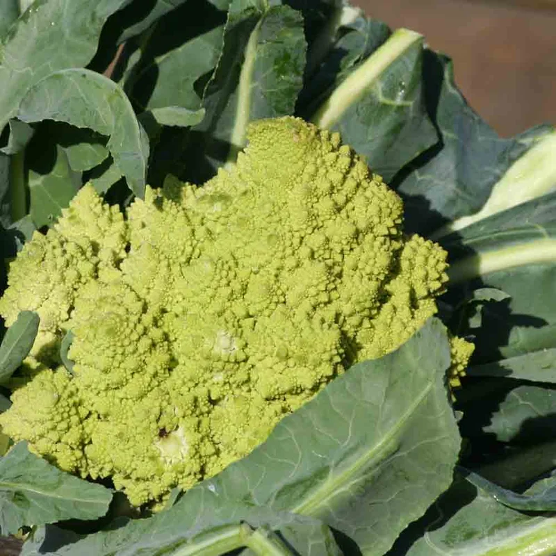 Chou-fleur Romanesco Natalino