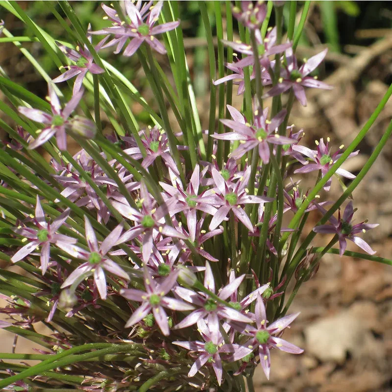 Allium Schubertii