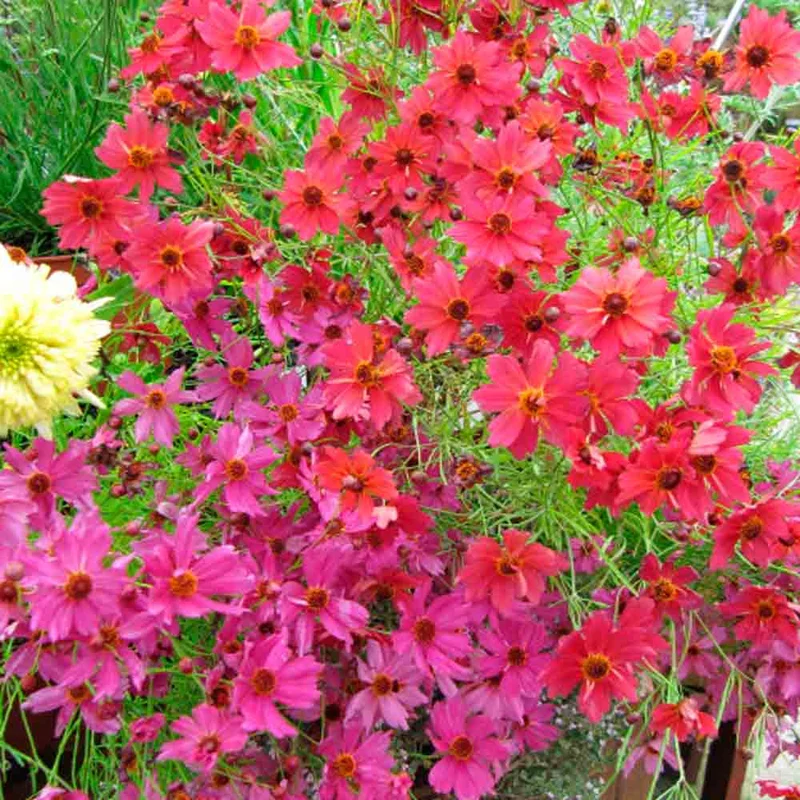 Coreopsis Ruby Red