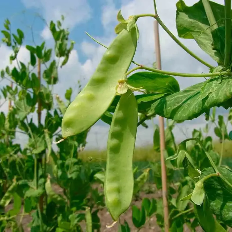 Pois A Rames D'hiver Frieda Welten Mangetout