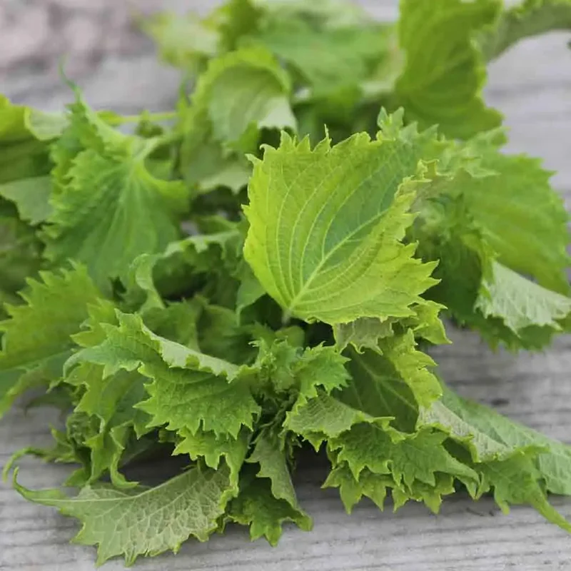 Perilla Vert Ou Shiso