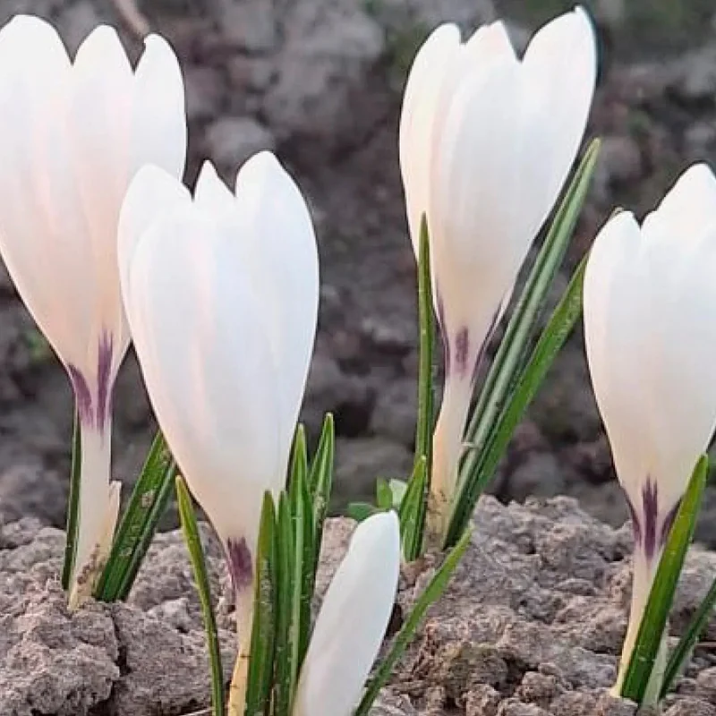 Crocus 'ice Queen'