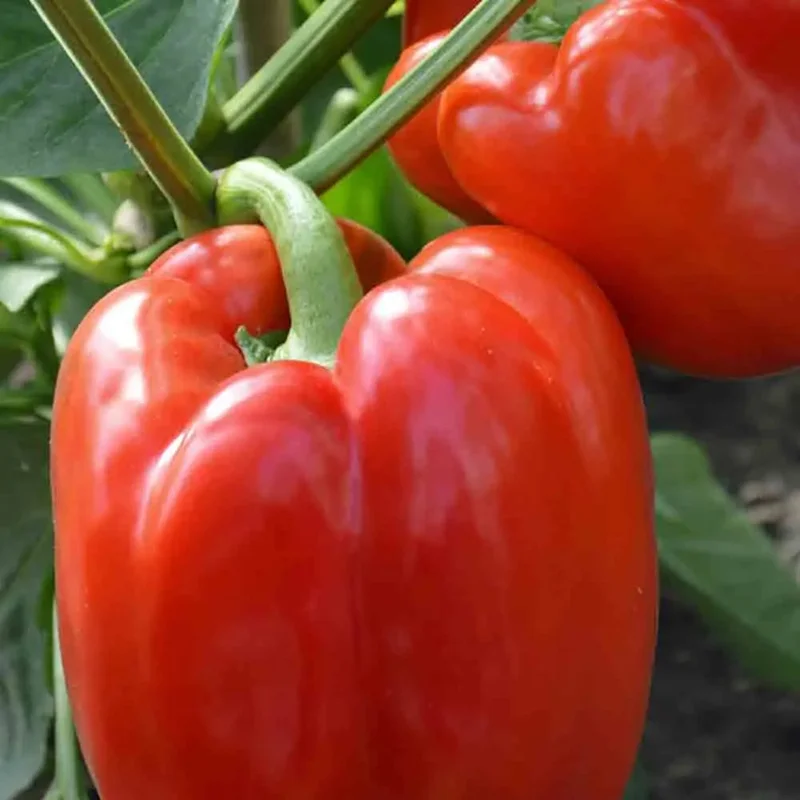 Poivron Robertina