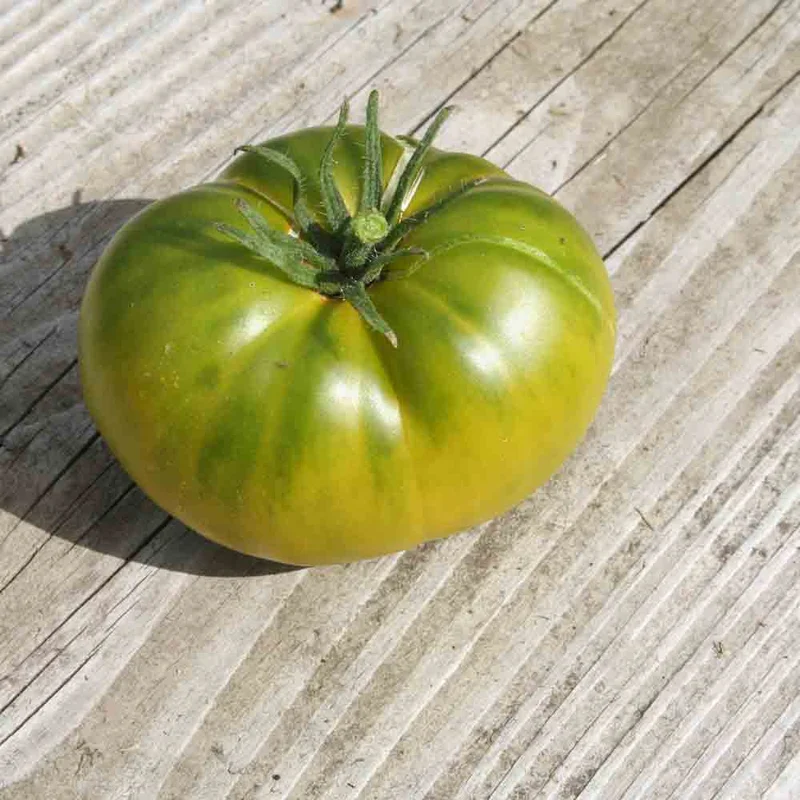 Tomate Aunt Ruby's German Green