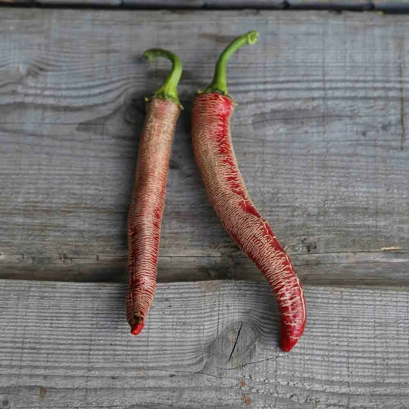 Piment Rezha Macedonian