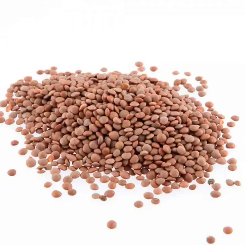 Lentille Commune Blonde