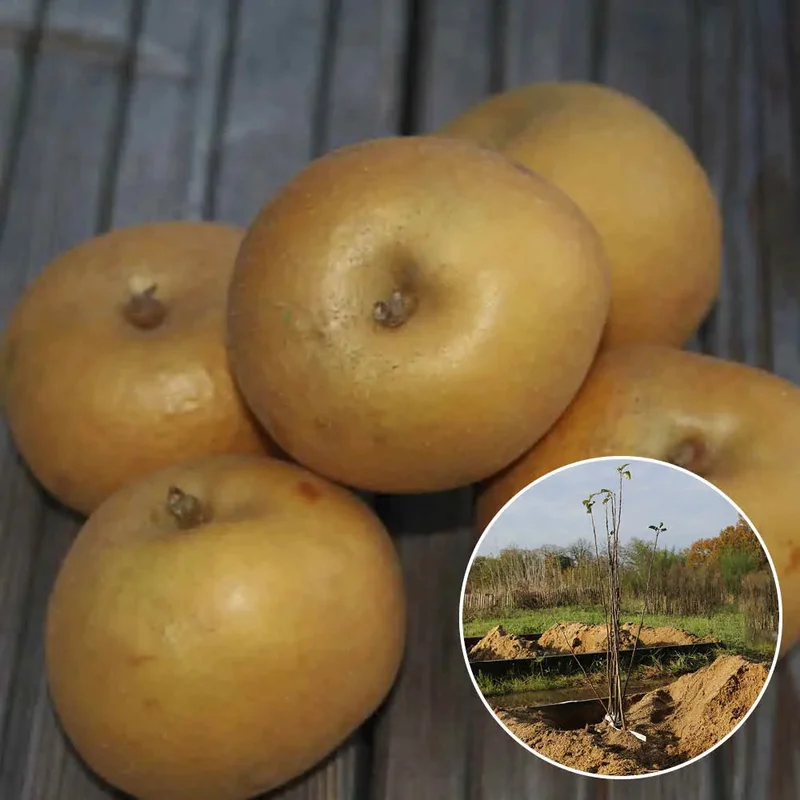 Pommier Patte De Loup