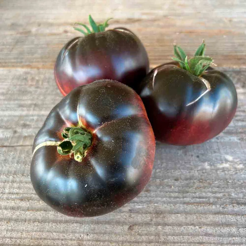 Tomate Black Beauty