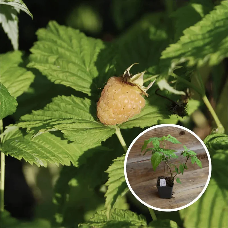 Framboisier Jaune Golden Everest