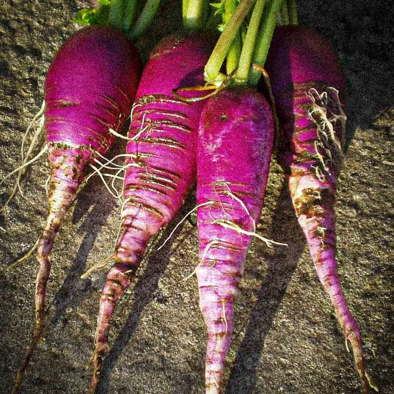 Radis Bleu D'automne Et D'hiver