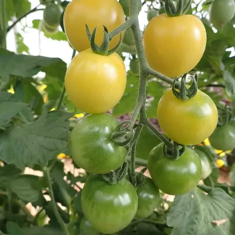 Tomate Cerise Snowberry