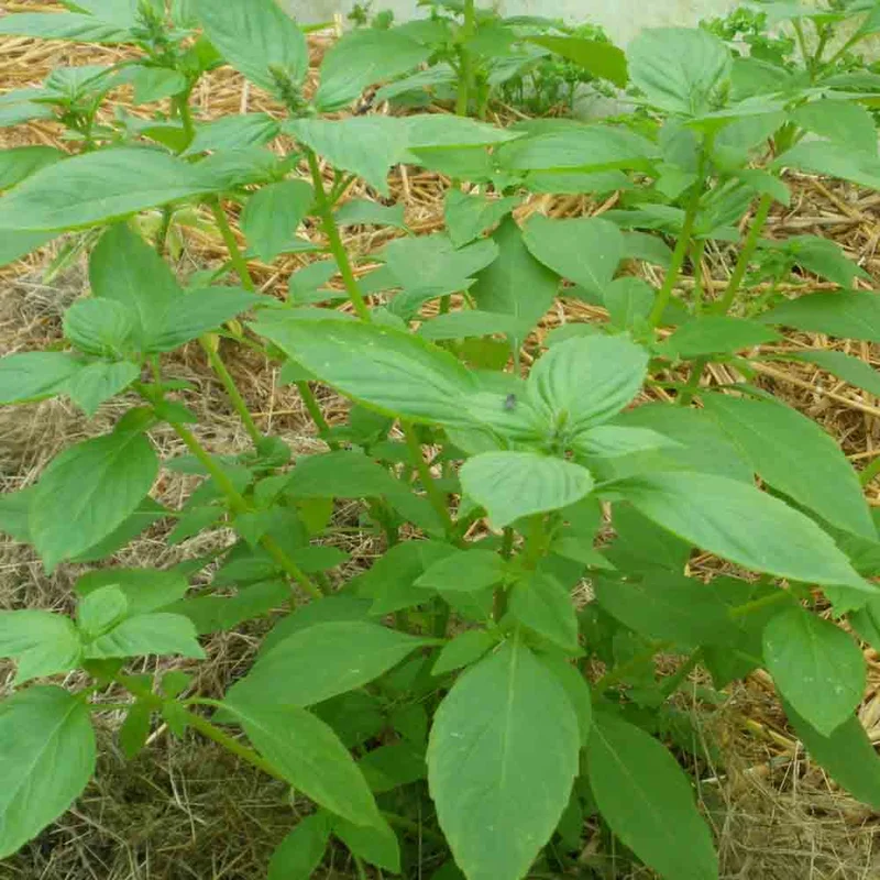Basilic Citron Mrs Burn