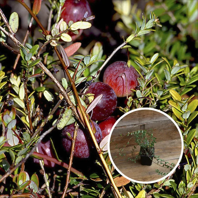 Canneberge Pilgrim (Cranberry)
