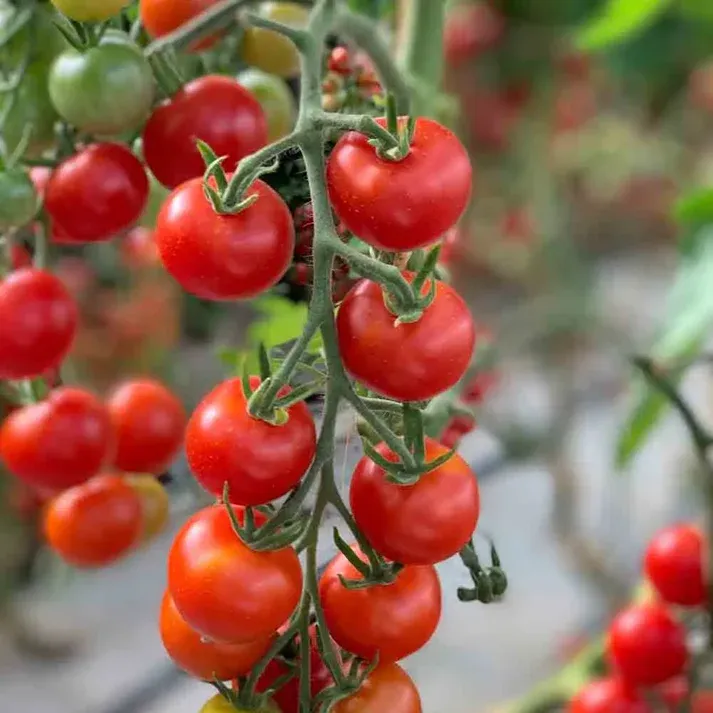 Tomate Miel Du Mexique Plant