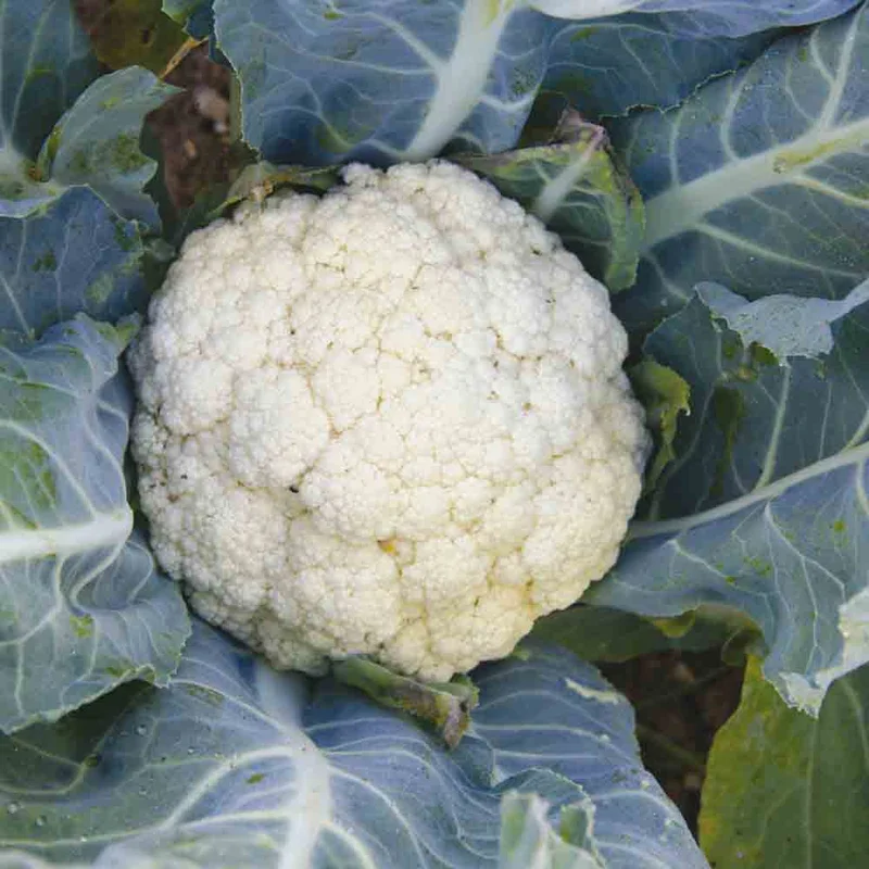 Chou-fleur Flora Blanca