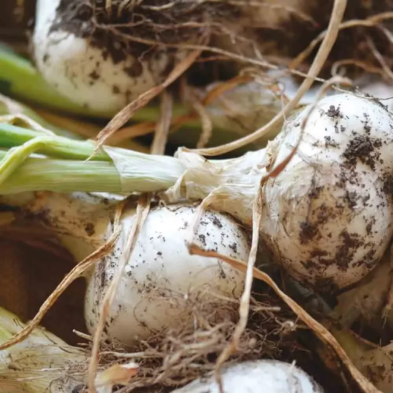 Oignon Blanc De Lisbonne
