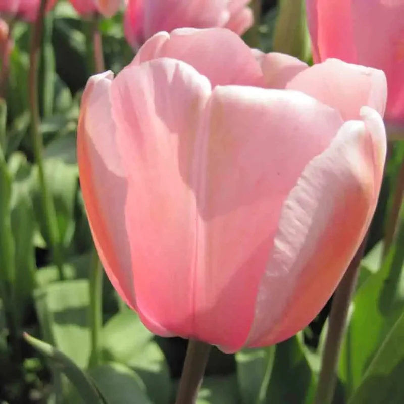 Tulipe Salmon Impression