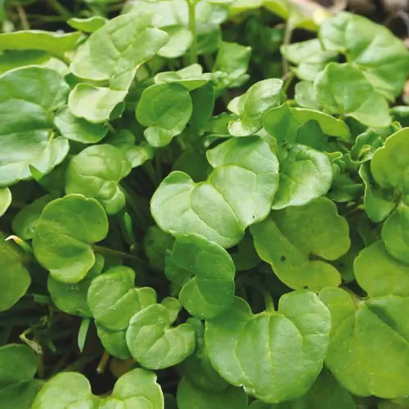 Cochleaire Officinale