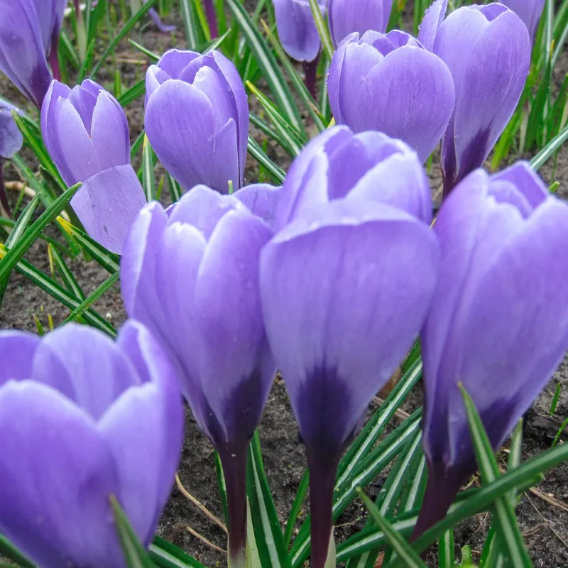 Crocus 'aqua'