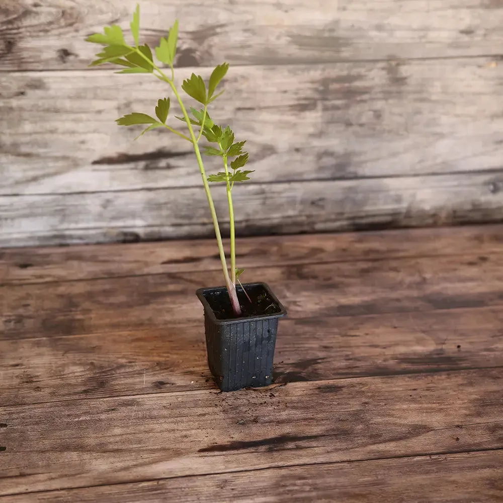 Ache Des Montagnes - Celeri Perpetuel Plant