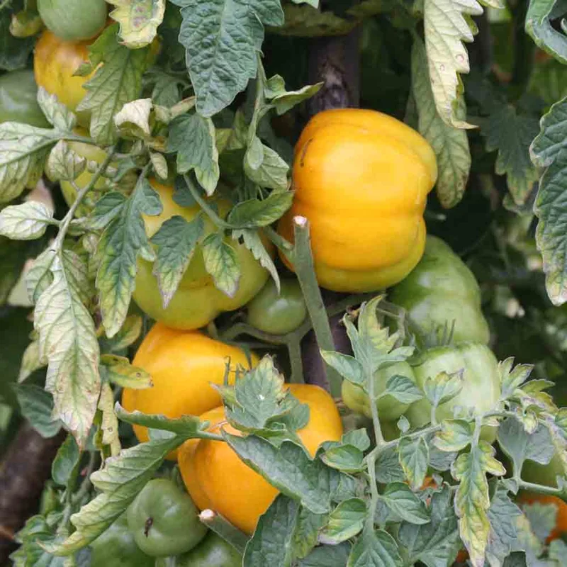 Tomate Jaune A Farcir Yellow Stuffer