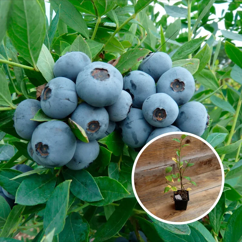 Myrtillier Sunshine Blue