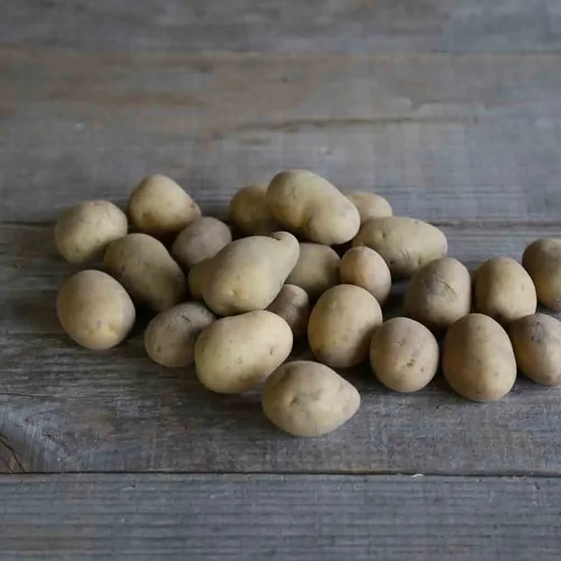Pomme De Terre Carrera