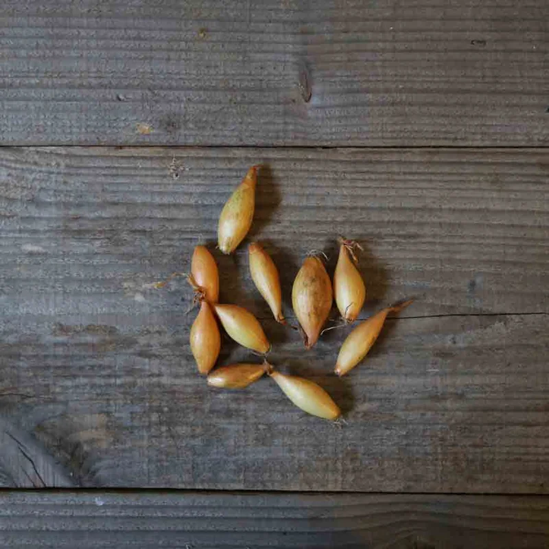 Oignon Poire Bamberg Ou Jaune Bâton