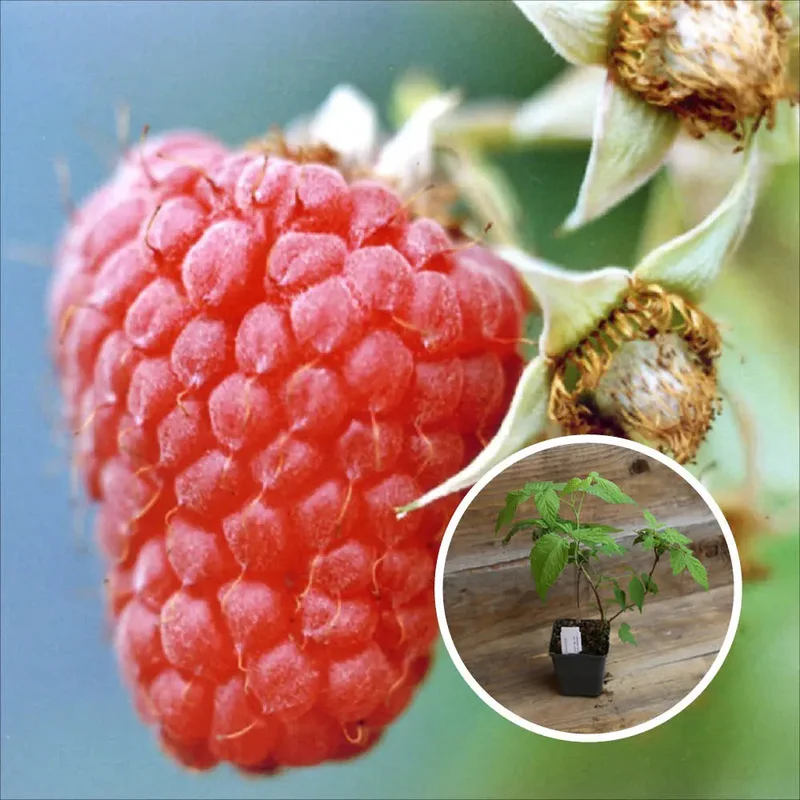 Framboisier Rouge Malling Exploit