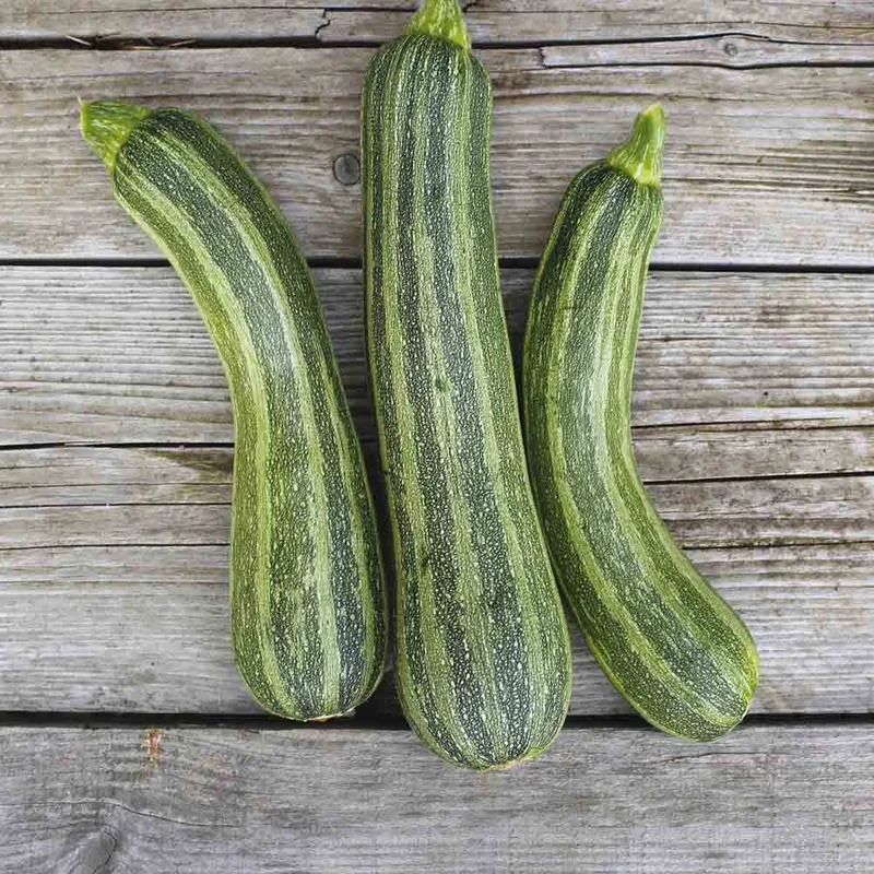 Courgette Striato D'italia
