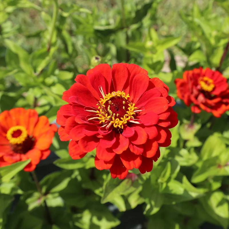 Zinnia Red Beauty