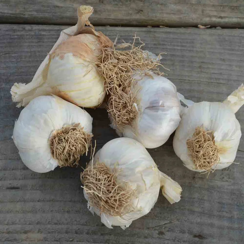 Ail Rose Sans Baton Arno