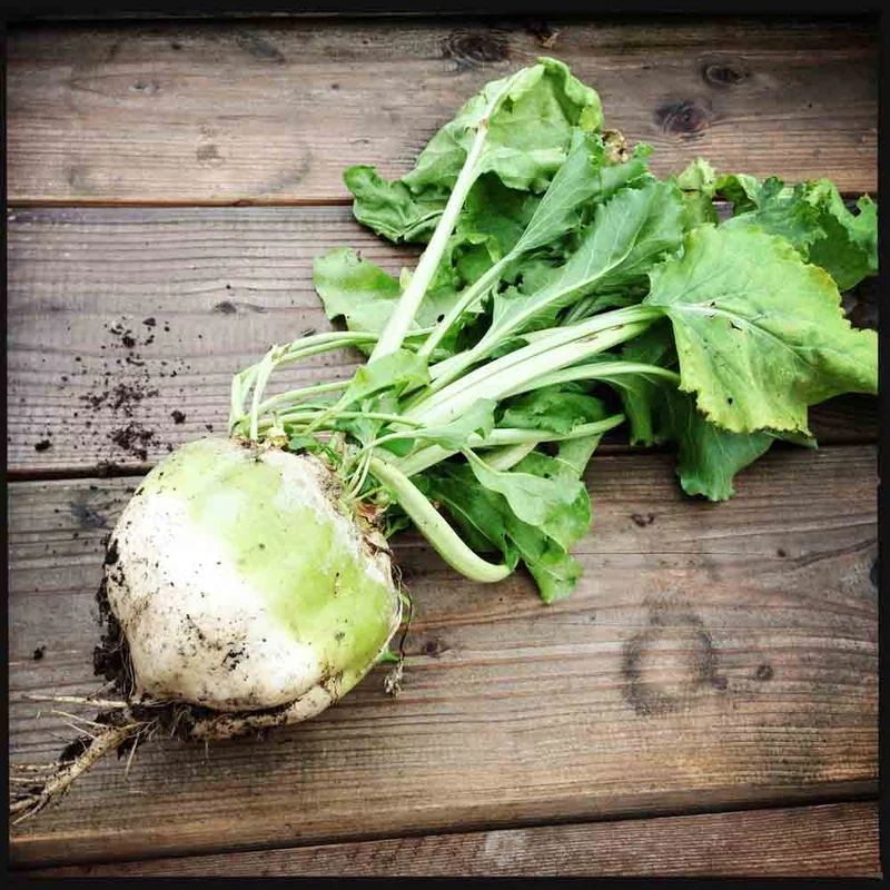 Betterave Blanche Albina Vereduna